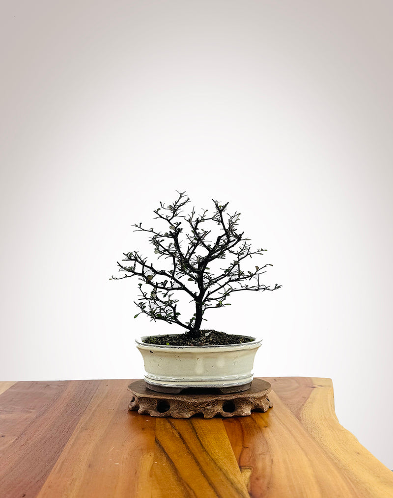 Corokia (CK2604002) - MiniGardens Bonsai New Zealand