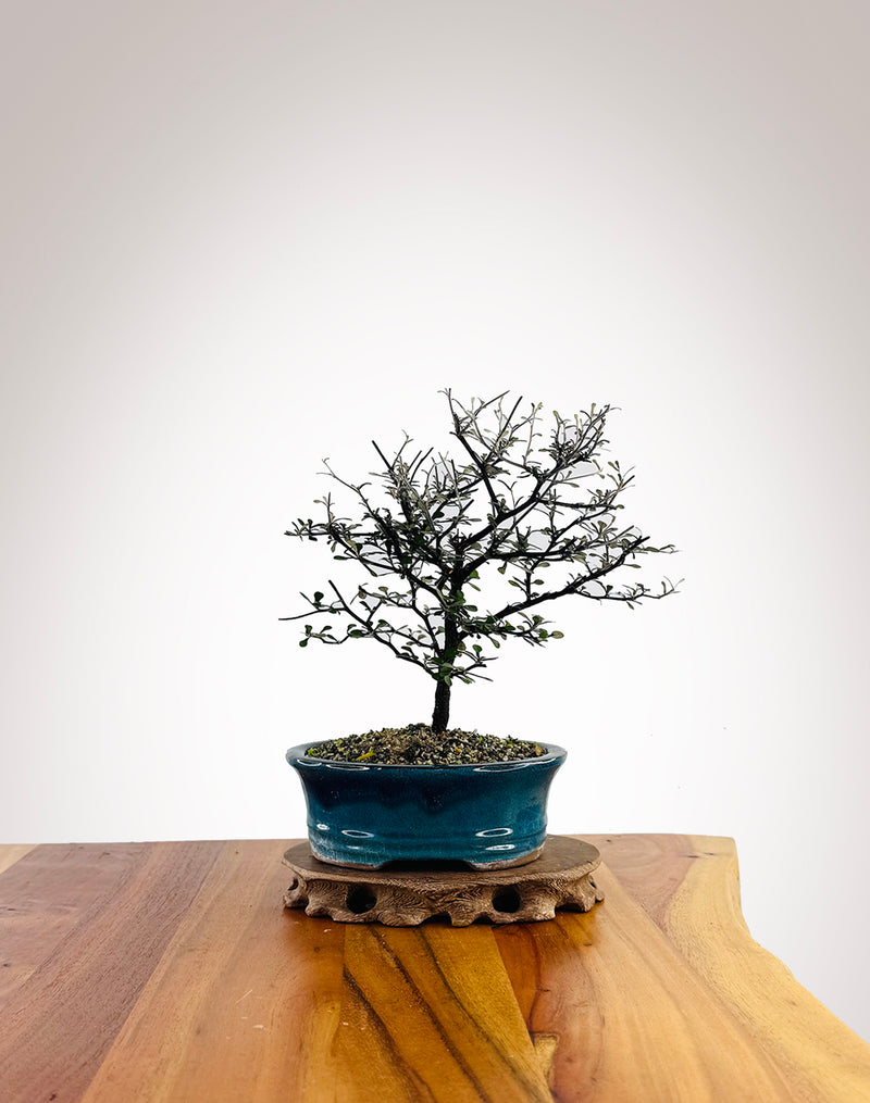 Corokia (CK2604004) - MiniGardens Bonsai New Zealand