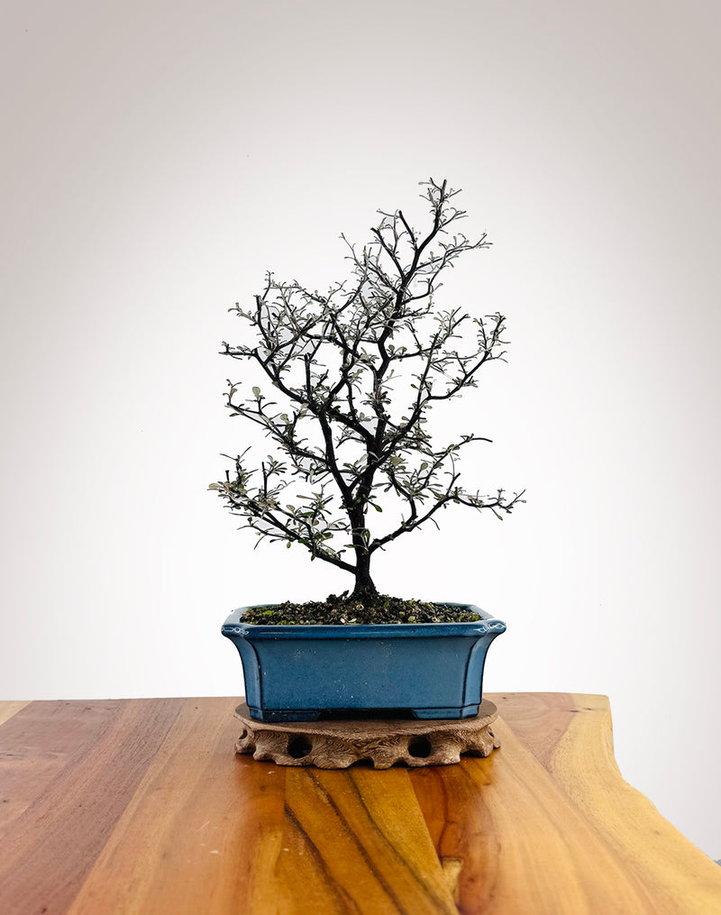 Corokia (CK2604008) - MiniGardens Bonsai New Zealand