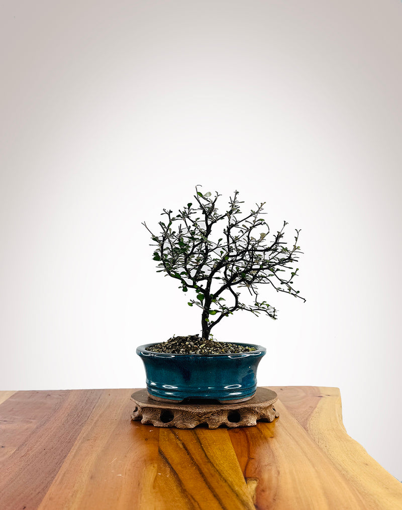 Corokia (CK2604010) - MiniGardens Bonsai New Zealand