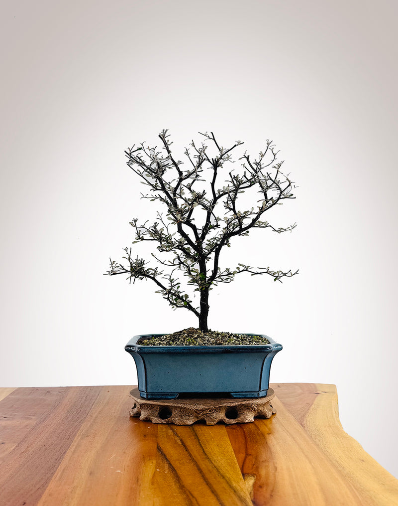 Corokia (CK2604012) - MiniGardens Bonsai New Zealand