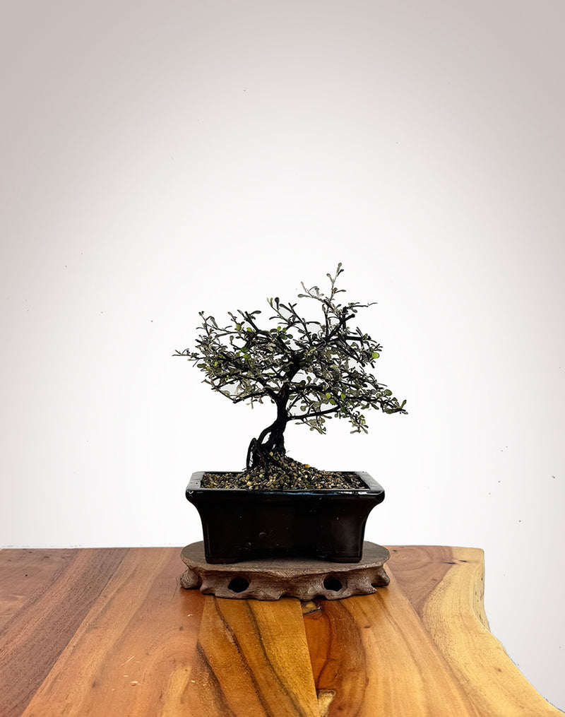 Corokia (CK2609001)