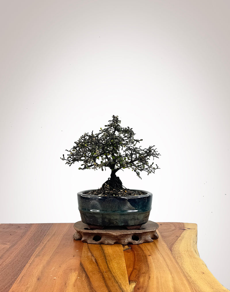 Corokia (CK2609006)