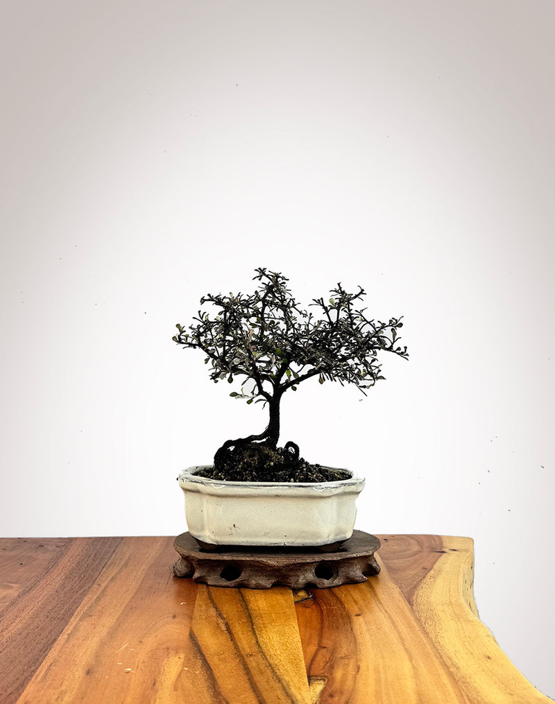 Corokia (CK2609007)