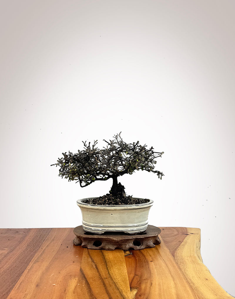 Corokia (CK2609008)