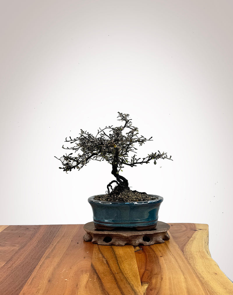 Corokia (CK2609009)