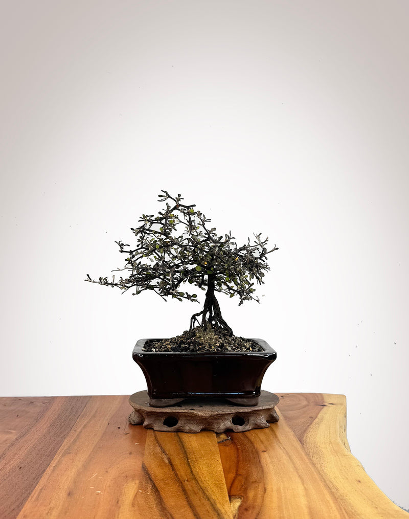 Corokia (CK2609012)