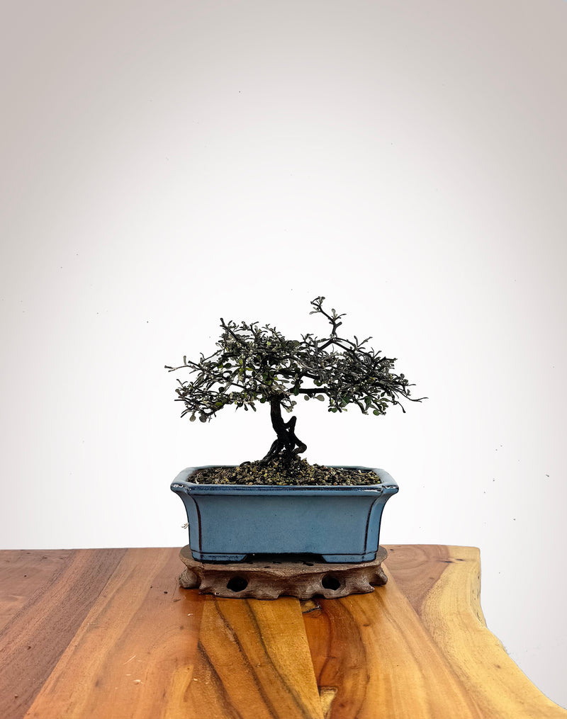 Corokia (CK2609013)