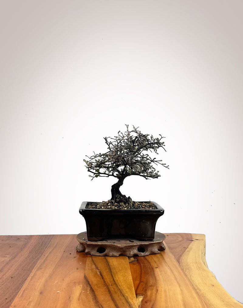 Corokia (CK2609014)