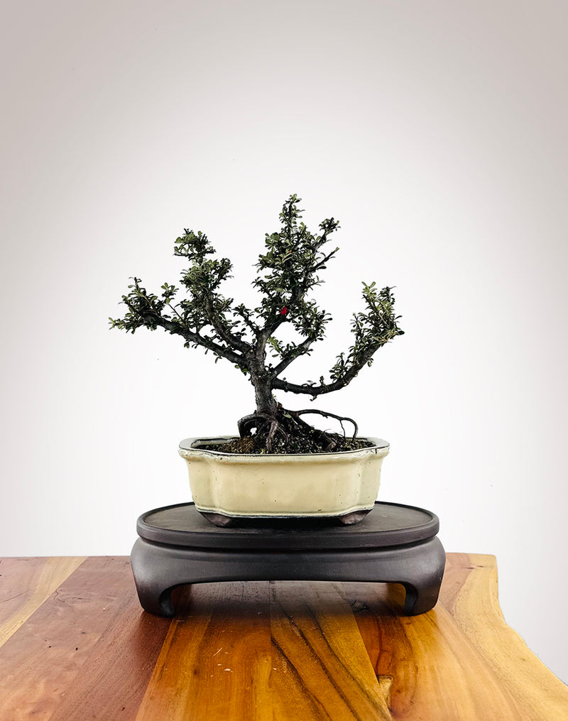 Cotoneaster (CT2604001) - MiniGardens Bonsai New Zealand
