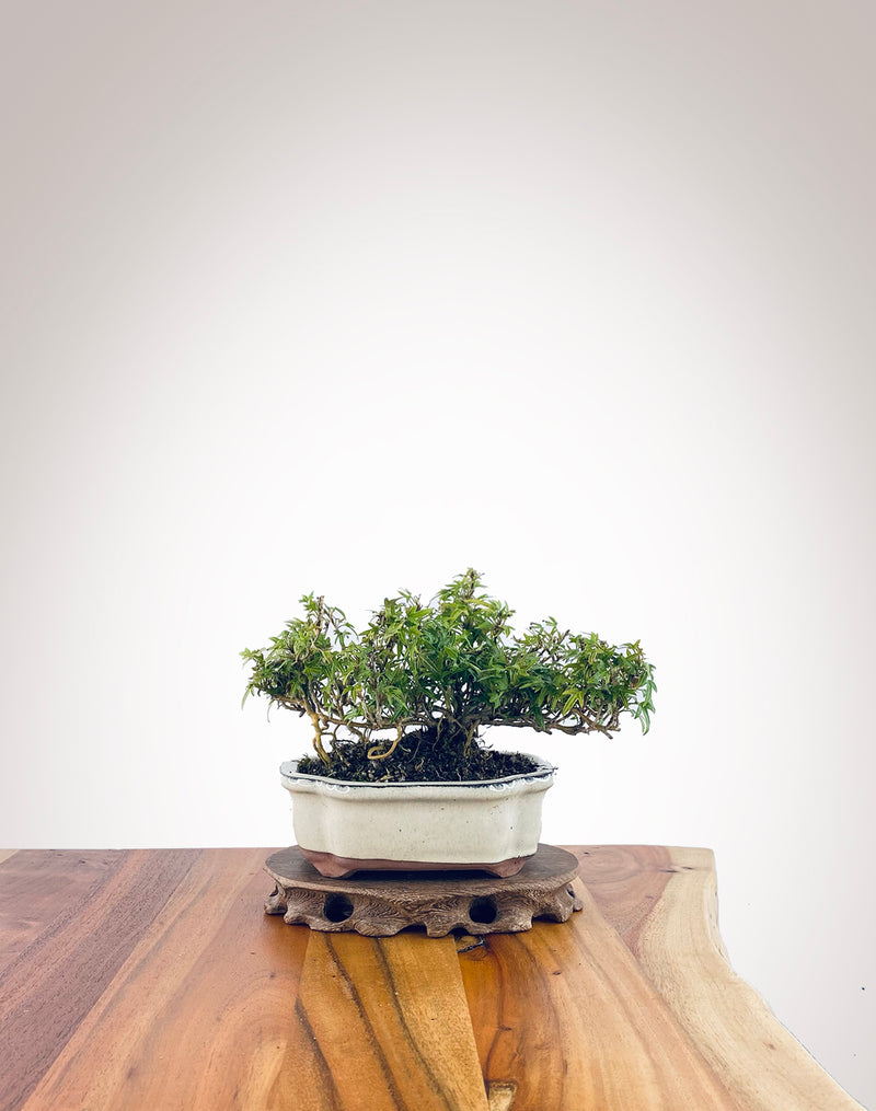 English Ivy (EI2310007)