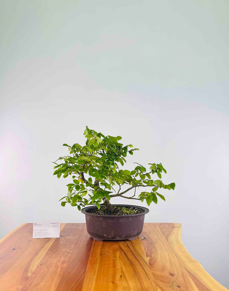 Zelkova