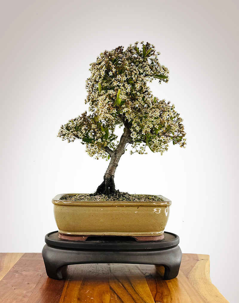 Firethorn (FT2511002)