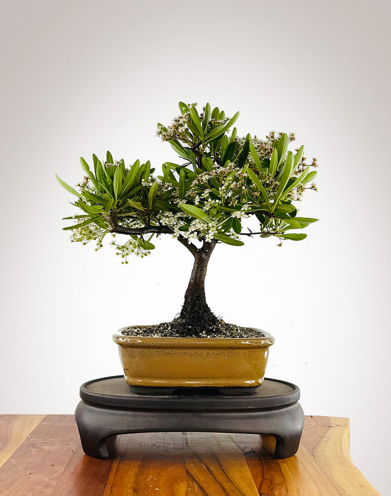 Firethorn (FT2511005)