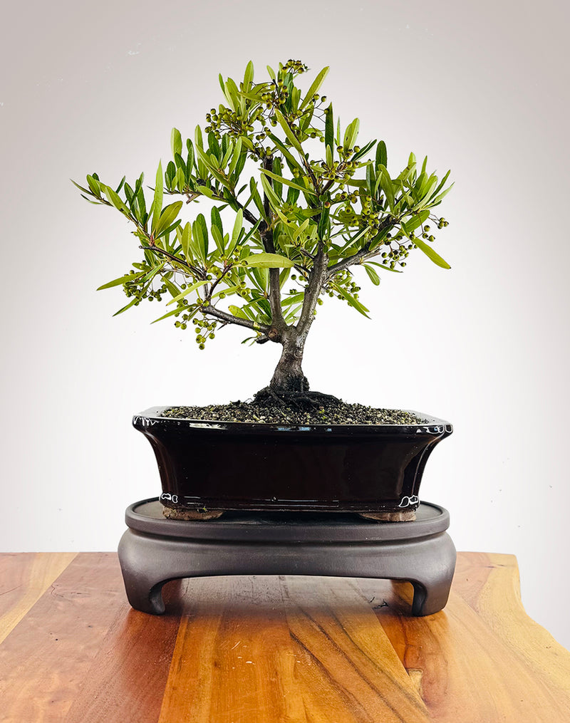 Firethorn (FT2602002)