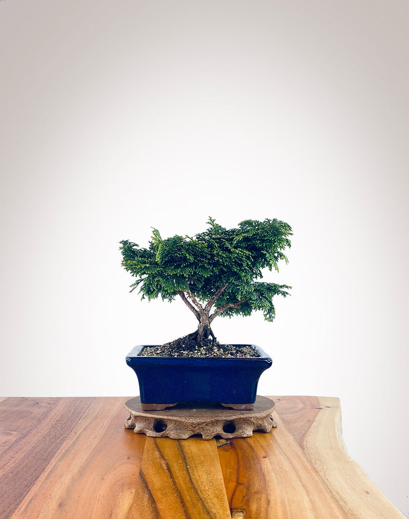 Japanese Cypress (HC2310009)