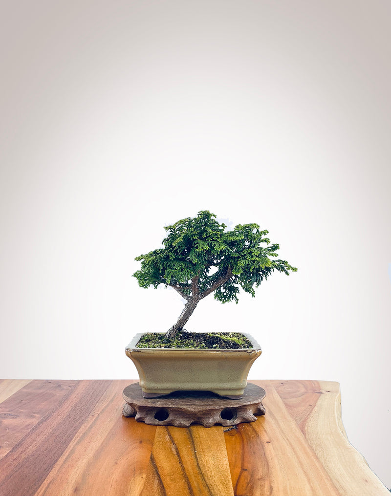 Japanese Cypress (HC2311001)