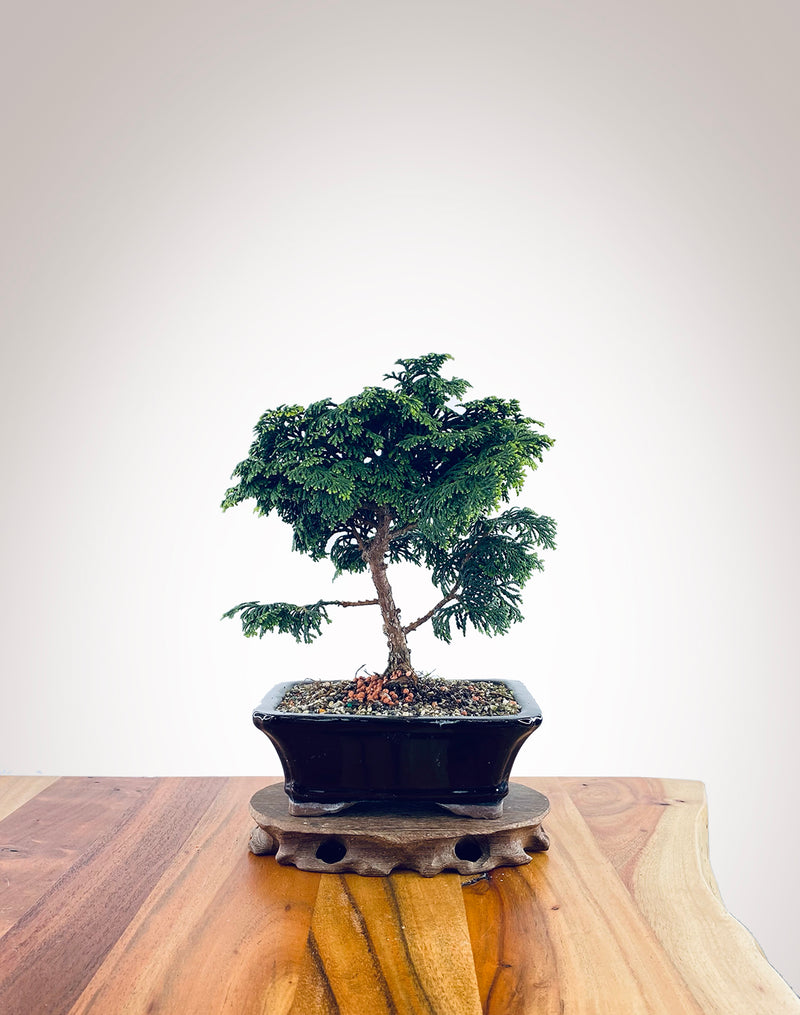 Japanese Cypress (HC2311005)