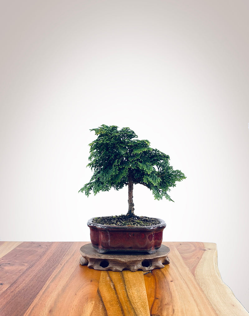 Japanese Cypress (HC2311007)