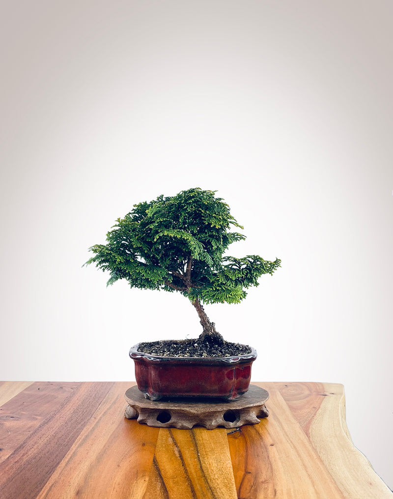Japanese Cypress (HC2311013)