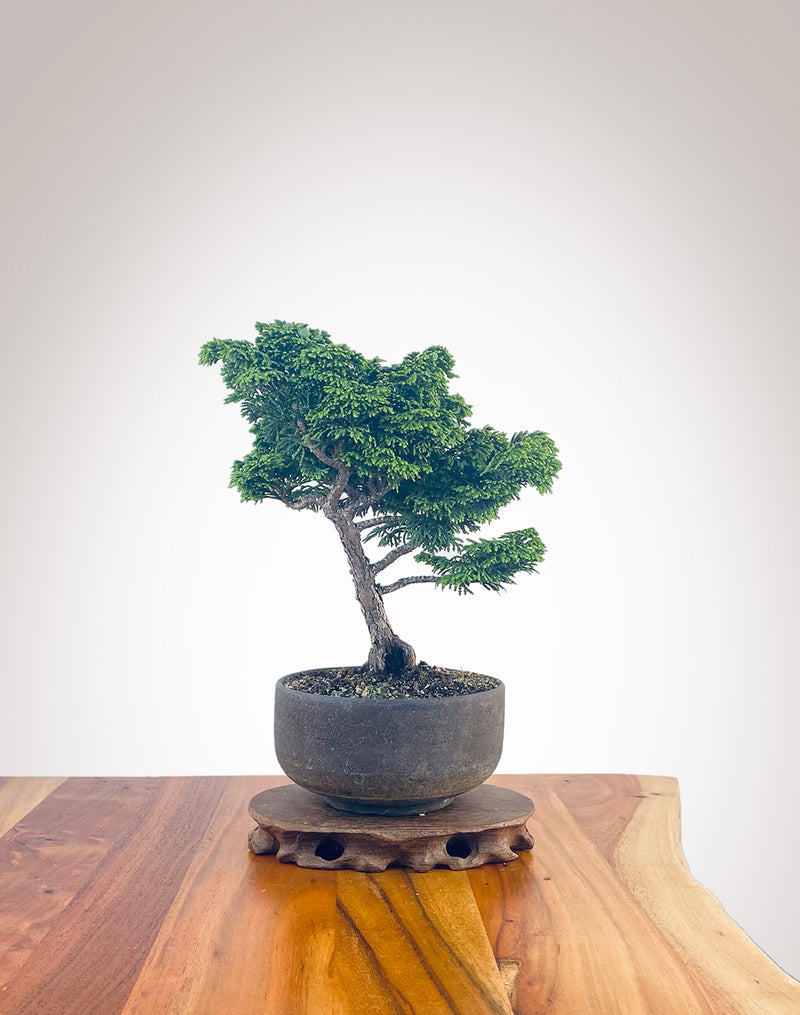 Japanese Cypress (HC2401002)