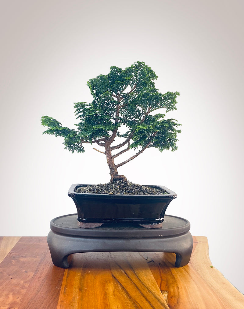 Japanese Cypress (HC2401009)