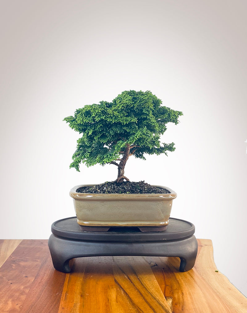 Japanese Cypress (HC2401010)