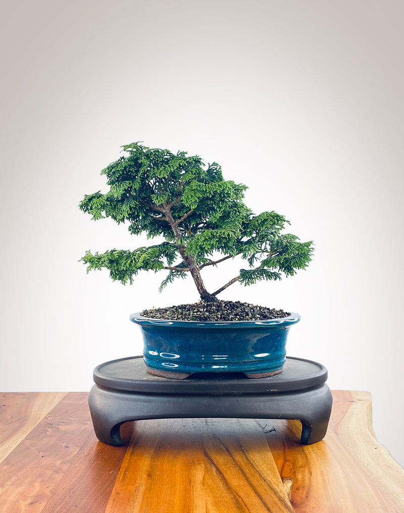 Japanese Cypress (HC2402002)