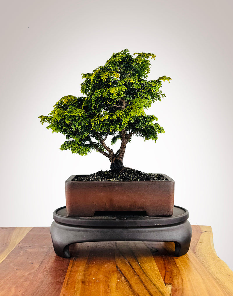 Japanese Cypress (HC25040002)