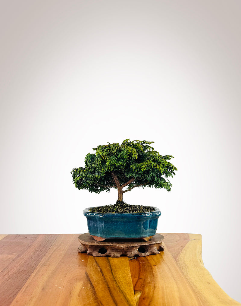 Japanese Cypress (HC2507012)