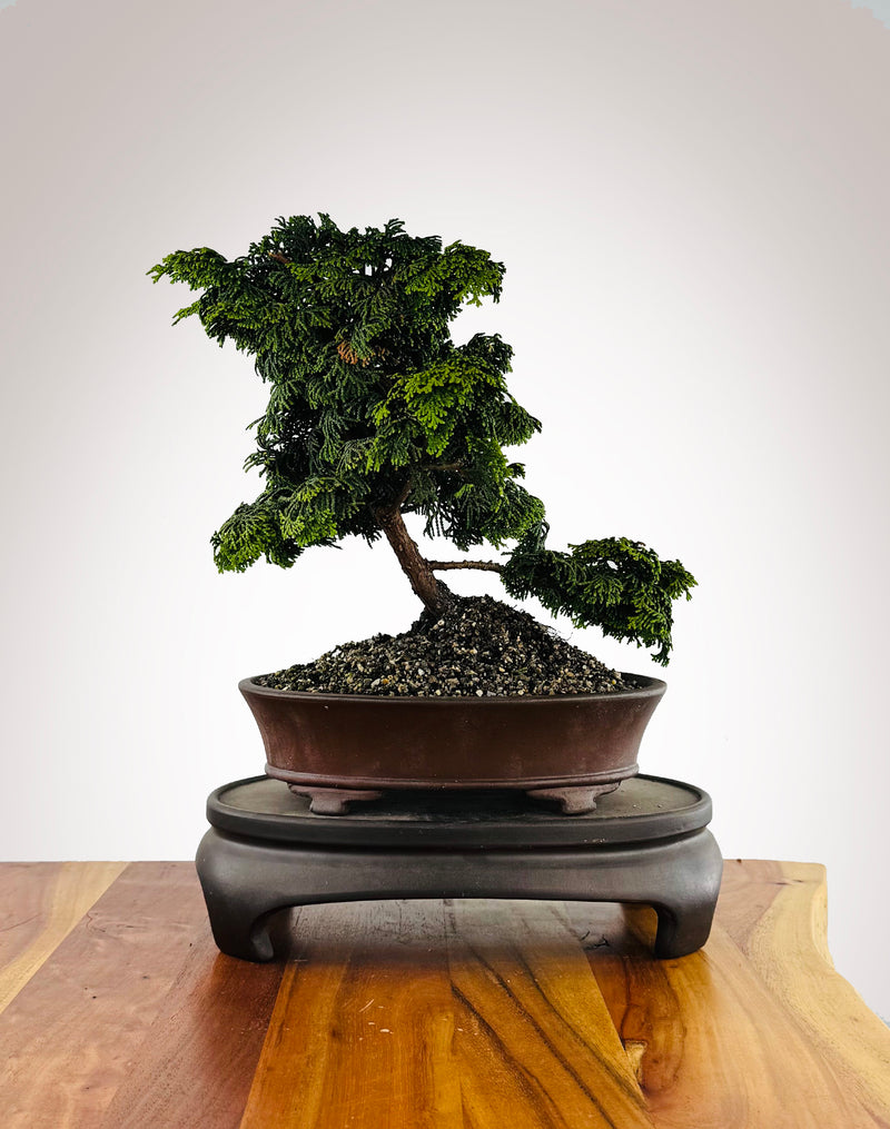 Japanese Cypress (HC2511001)