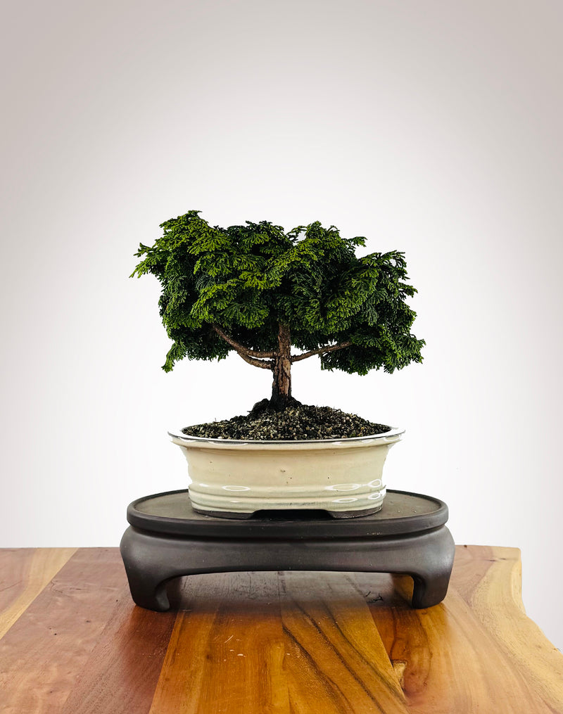 Japanese Cypress (HC2511005)