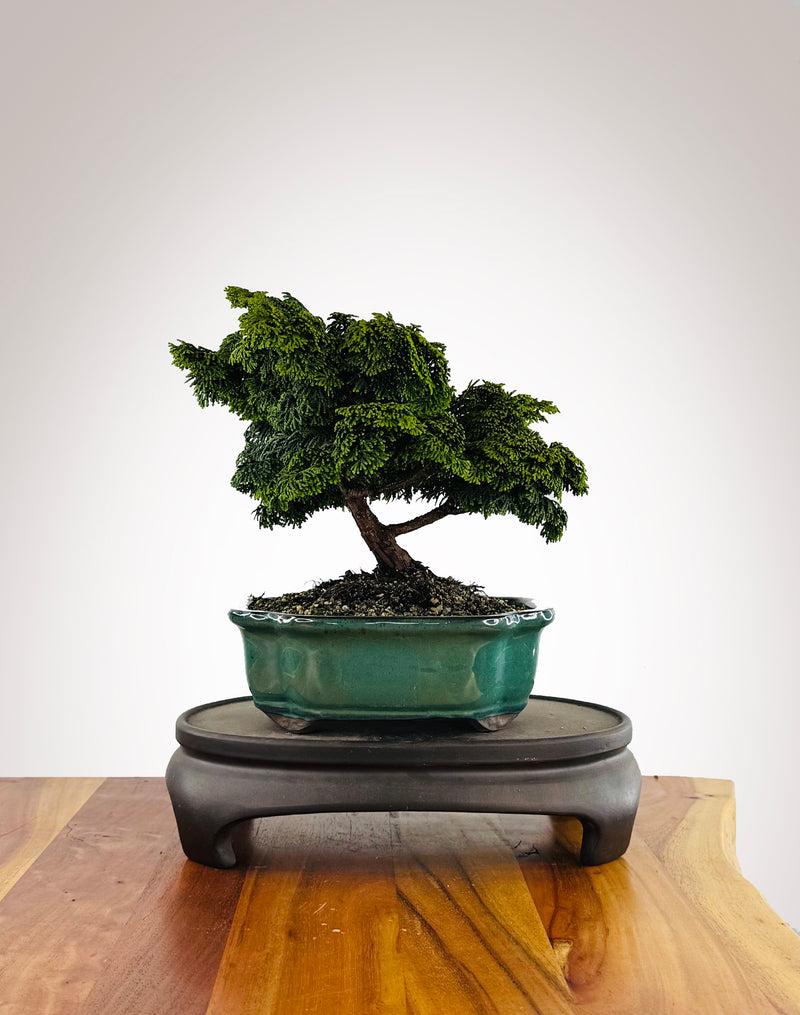 Japanese Cypress (HC2511007)