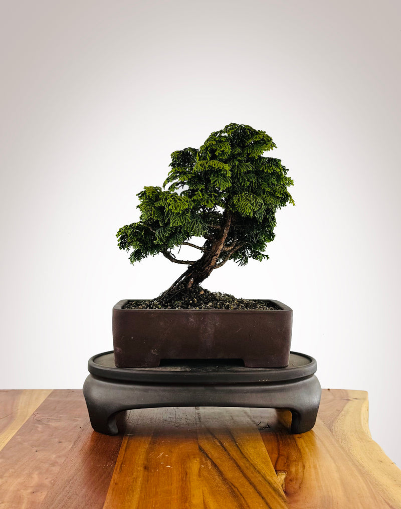 Japanese Cypress (HC2511009)