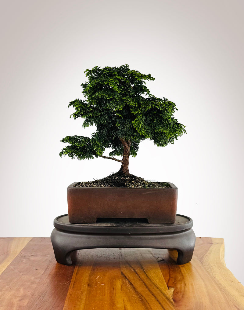 Japanese Cypress (HC2511011)