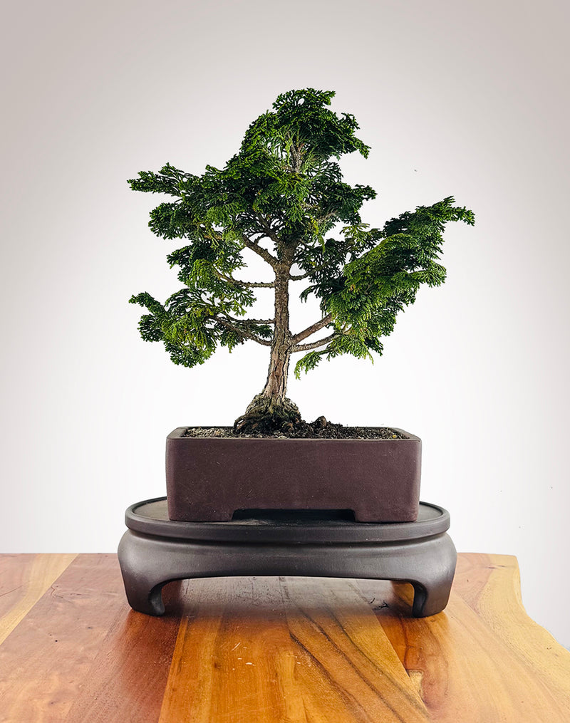 Japanese Cypress (HC2602001)