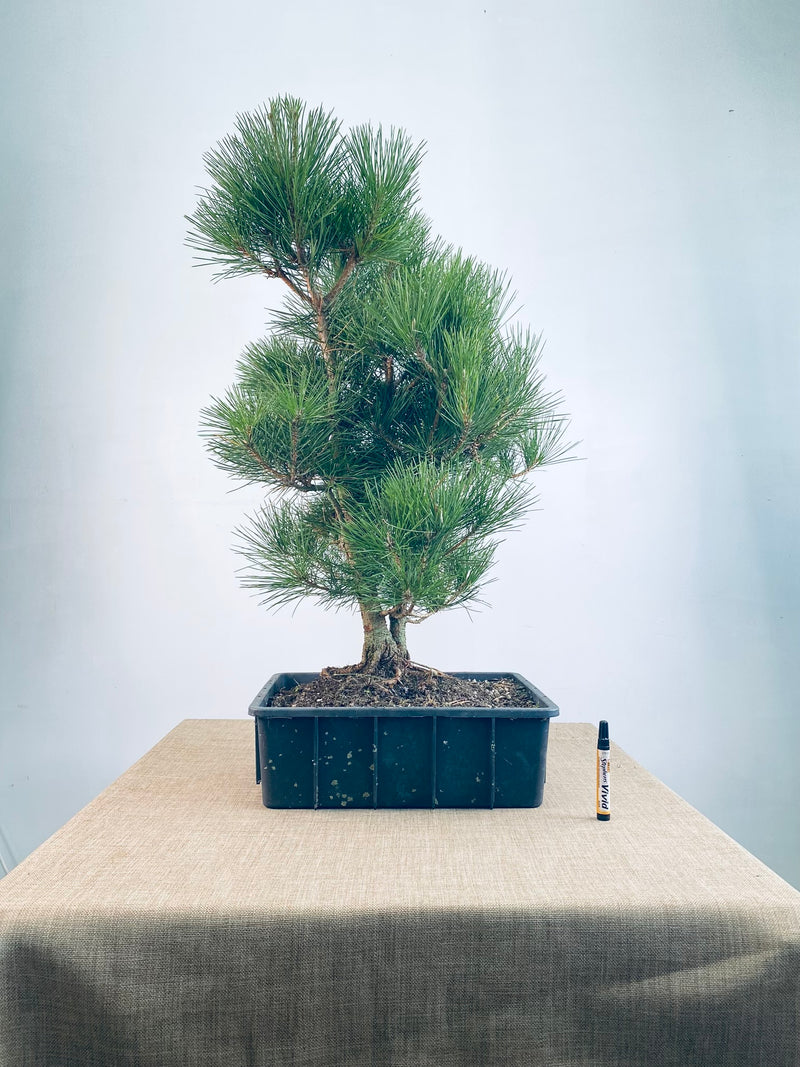 Japanese Black Pine (2 Trunks)