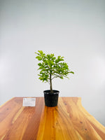 Algerian Oak