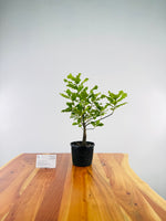 Algerian Oak