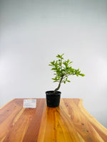 Algerian Oak