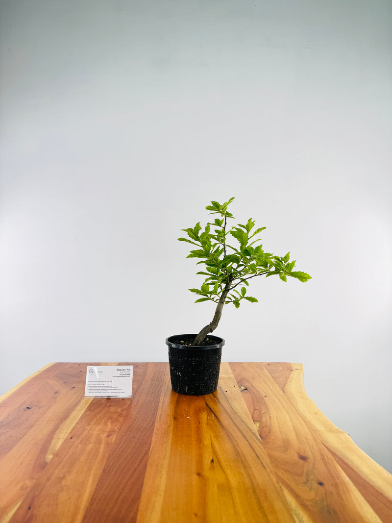 Algerian Oak
