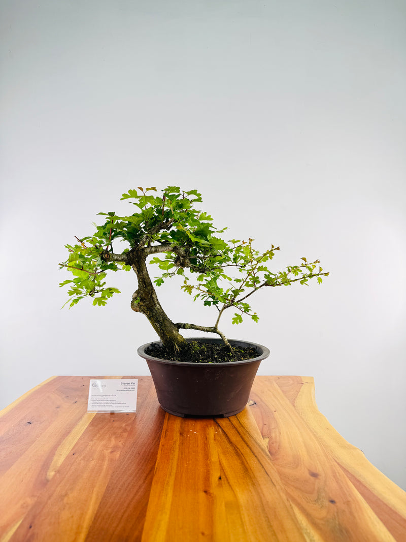 Hawthorn #3