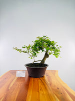 Hawthorn #3