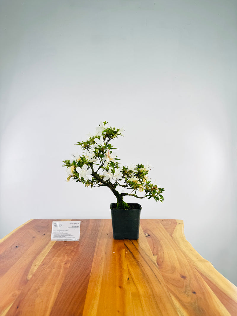 Azalea