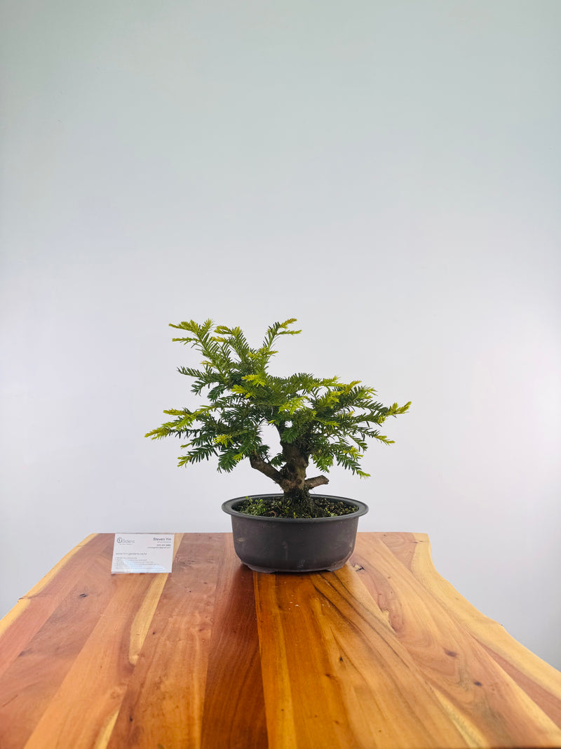 Yew