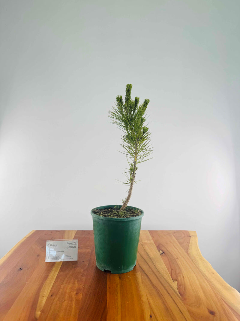 Japanese Black Pine