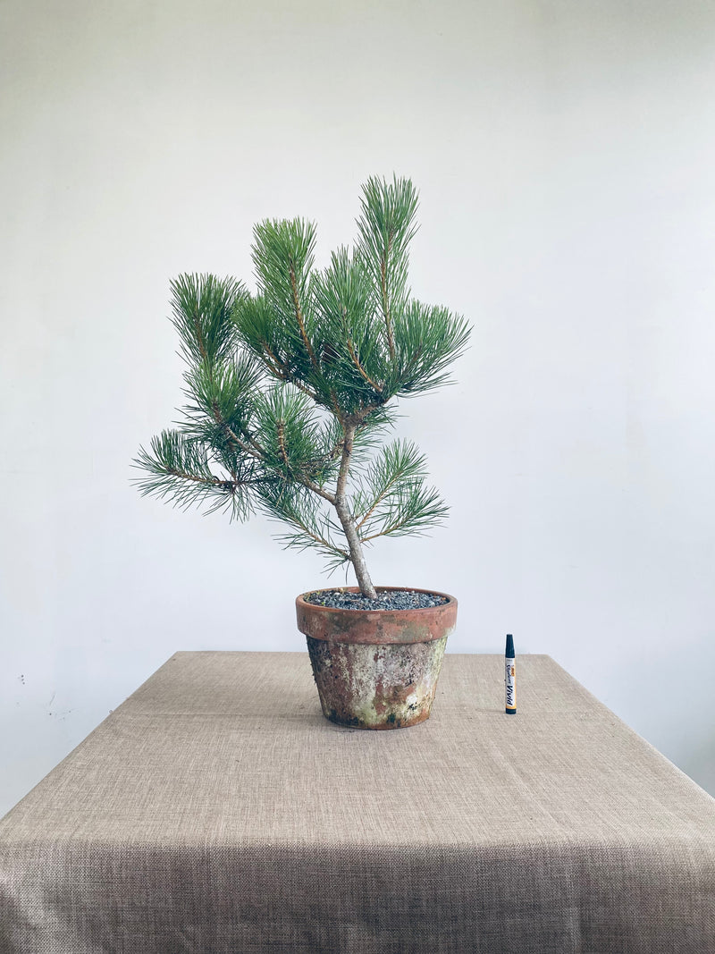 Japanese Black Pine #22