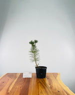 Japanese Black Pine