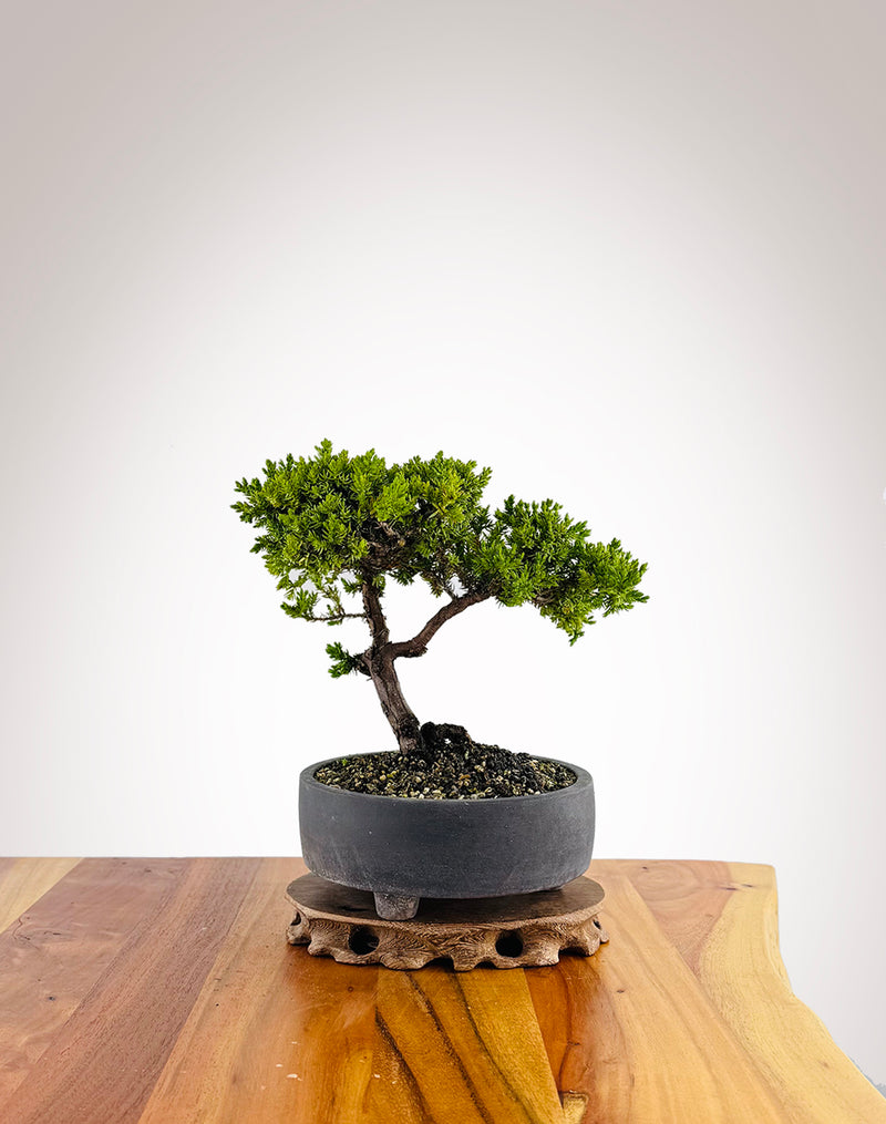 Japanese Juniper (JJ2411026)