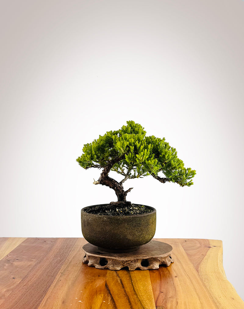 Japanese Juniper (JJ2411028)